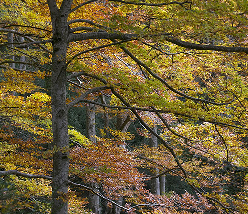 Fageda de la Grevolosa i ermites des del Coll de Bracons